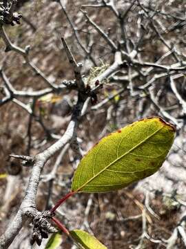 Image of scrub plum