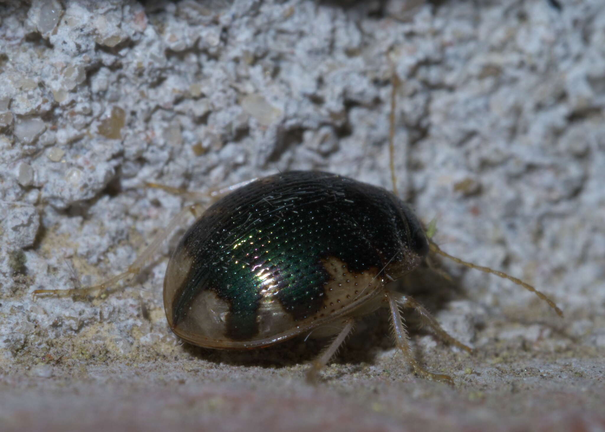 Image of Shiny Round Sand Beetle