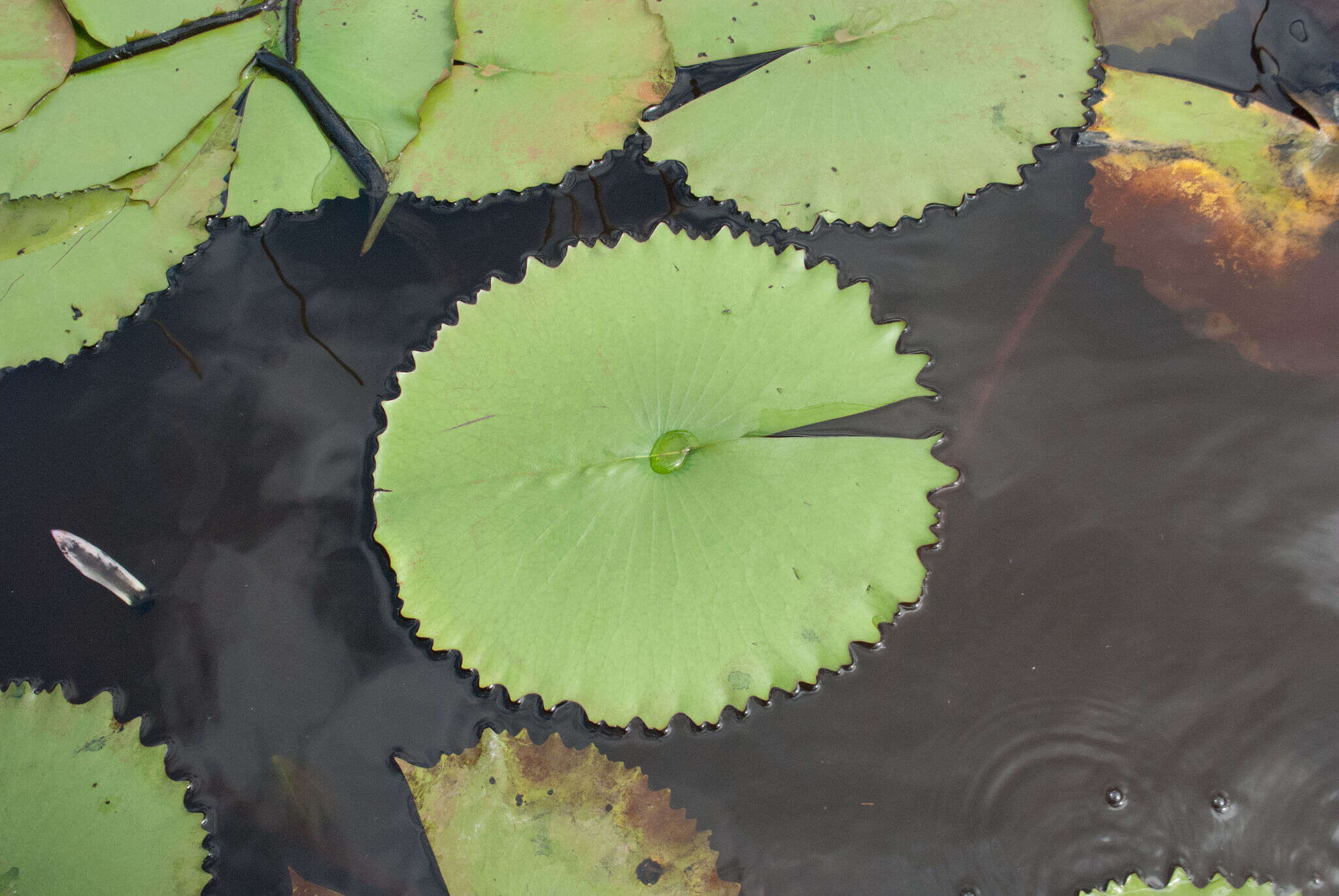 Image de Nénuphar bleu