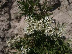 Image de Lepidium alyssoides A. Gray