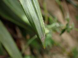 Image of Celmisia spectabilis subsp. lanceolata (Hook. fil.) D. R. Given