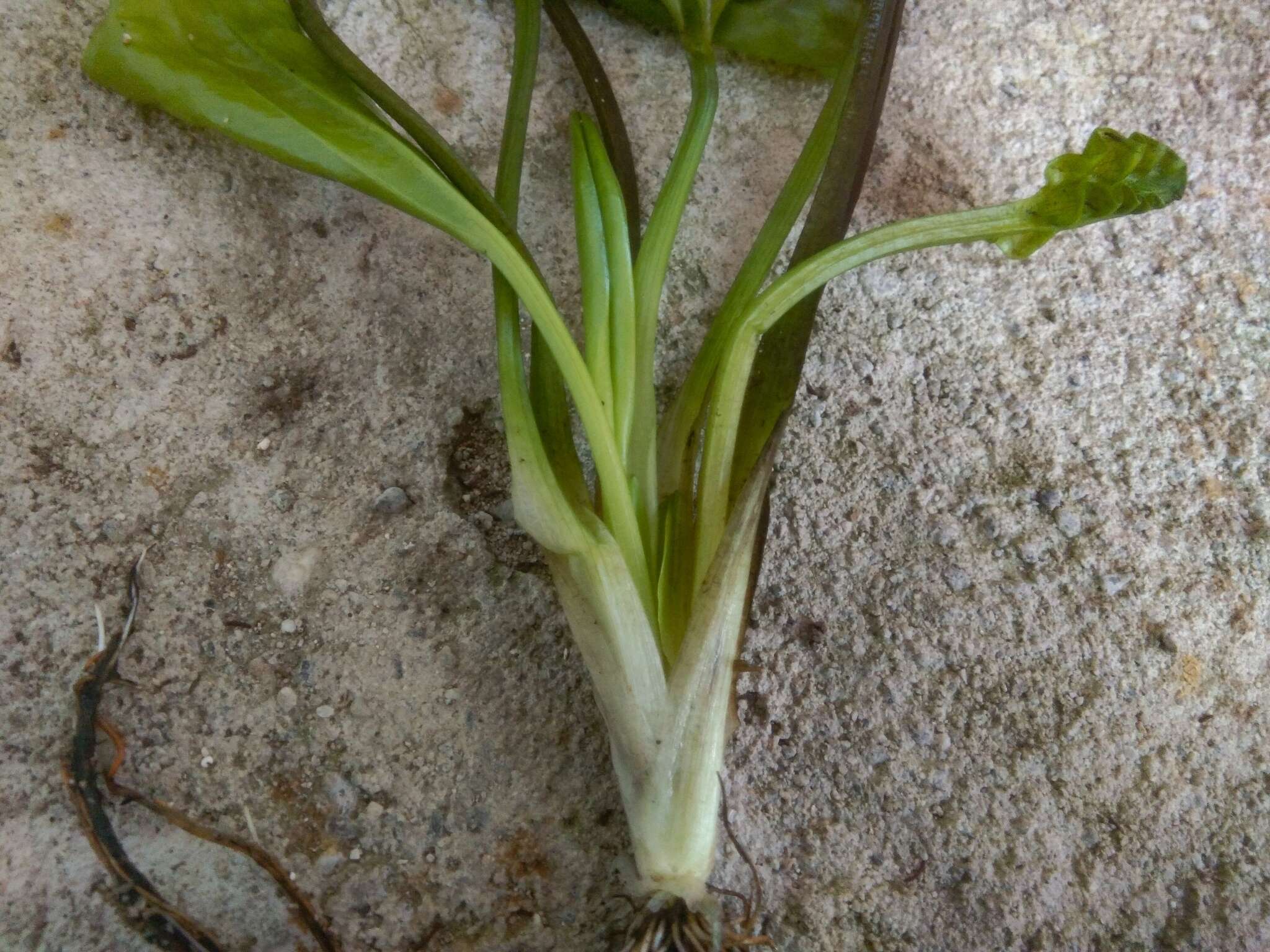 Image of Duck-Lettuce