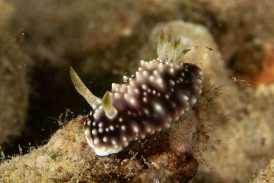 Image of Geometric brown headflapper slug