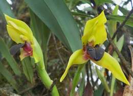 Image of Maxillaria praestans Rchb. fil.