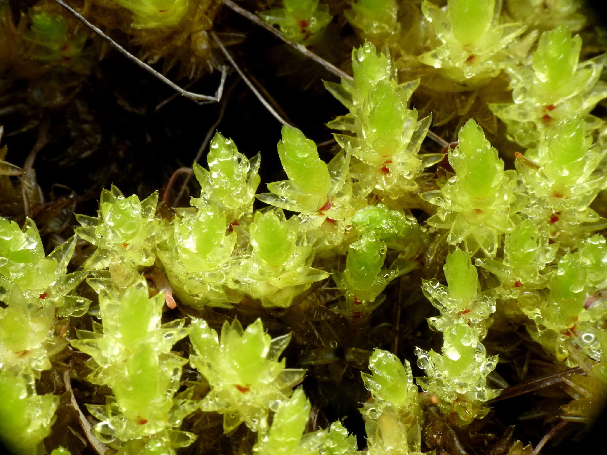 Image of Pulchrinodus inflatus B. H. Allen 1987