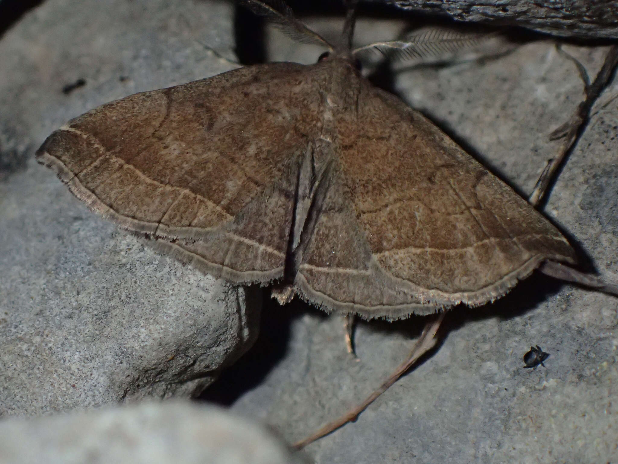 Image of Pechipogo plumigeralis Hübner