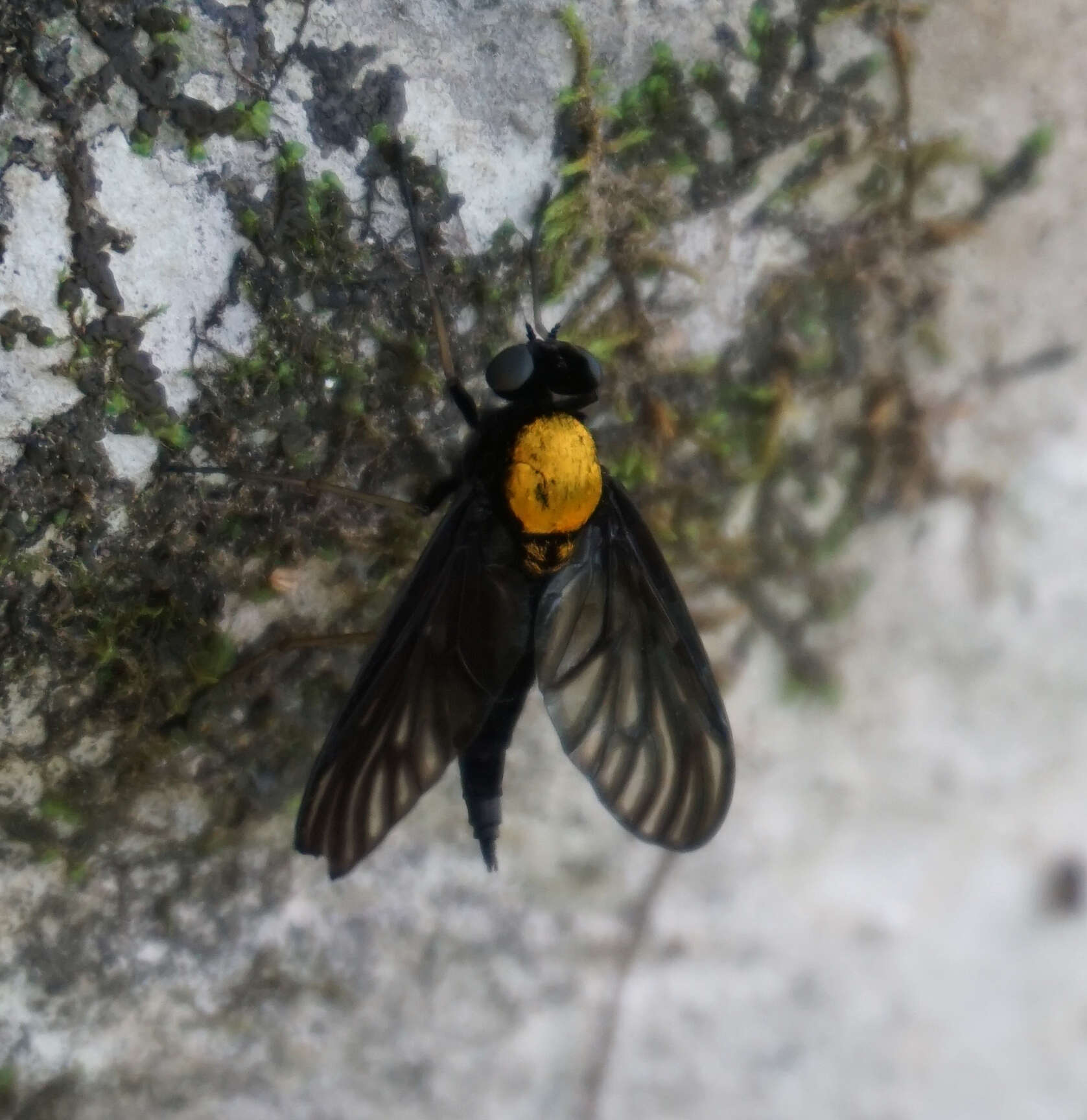 Image of Chrysopilus davisi Johnson 1912