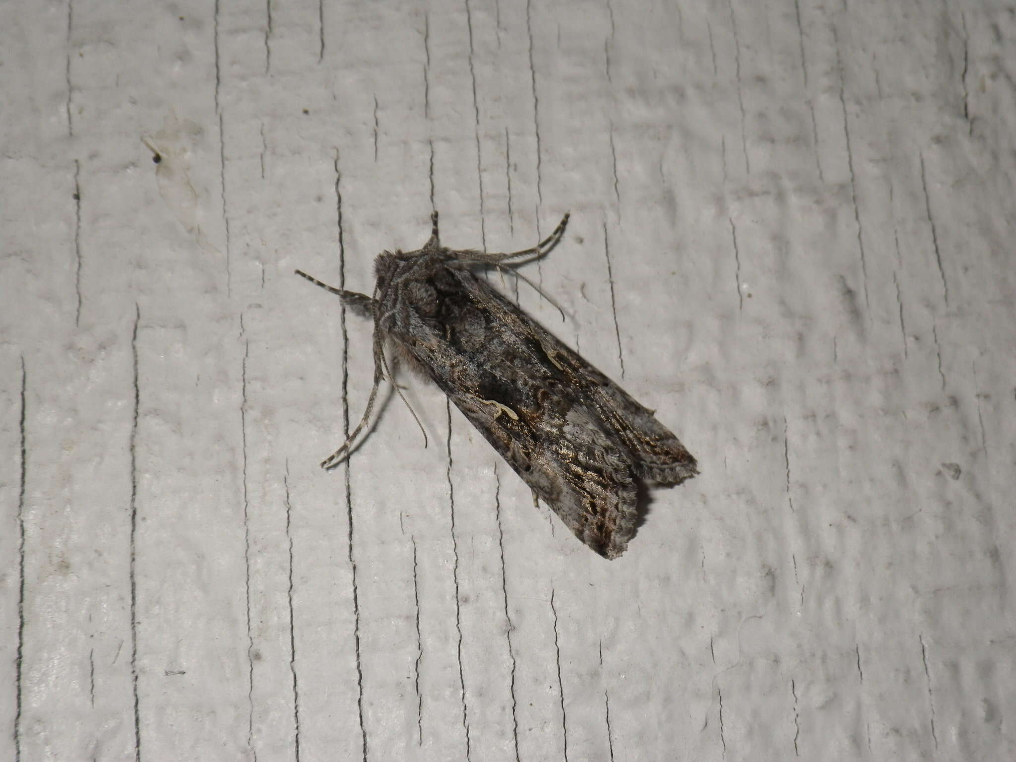 Image of Alfalfa Looper Moth