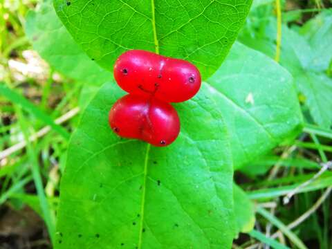 صورة Lonicera chamissoi Bunge