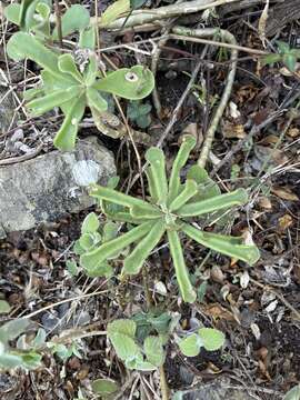 Cotyledon egglii van Jaarsv. resmi