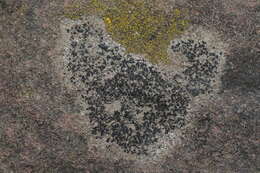 Image of lecidella lichen