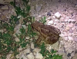 Image of Common Toad