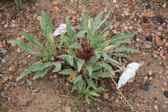 Image of Colorado Springs evening primrose