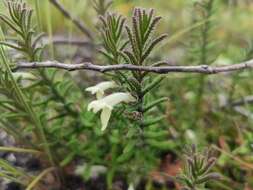 Image of Chloanthes stoechadis R. Br.