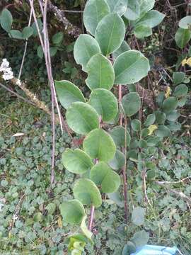 Pentacalia epiphytica (O. Kuntze) Cuatrec.的圖片