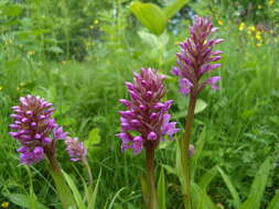 Image de Dactylorhiza sibirica Efimov