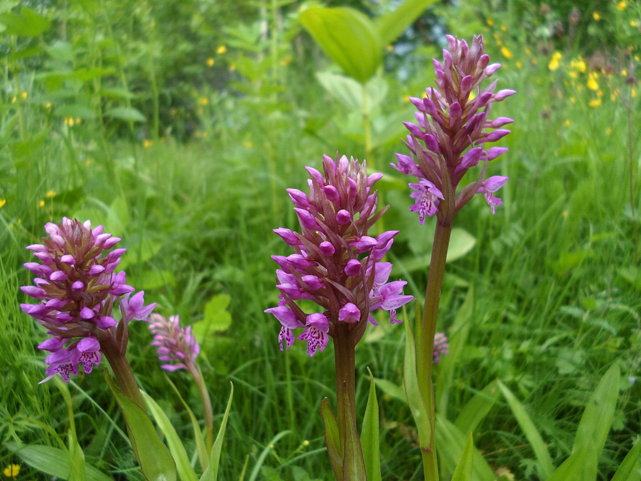 Image de Dactylorhiza sibirica Efimov