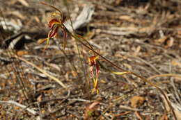 Caladenia corynephora A. S. George resmi