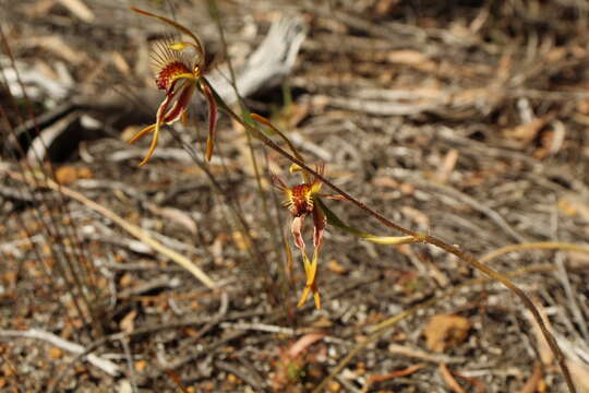 Image of Club-lipped spider orchid