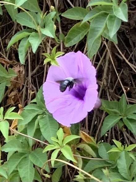 Image de Xylocopa abbotti (Cockerell 1909)