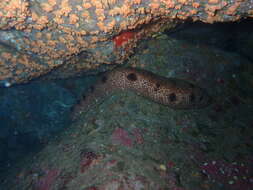 Image of Holothuria (Vaneyothuria) zacae Deichmann 1937