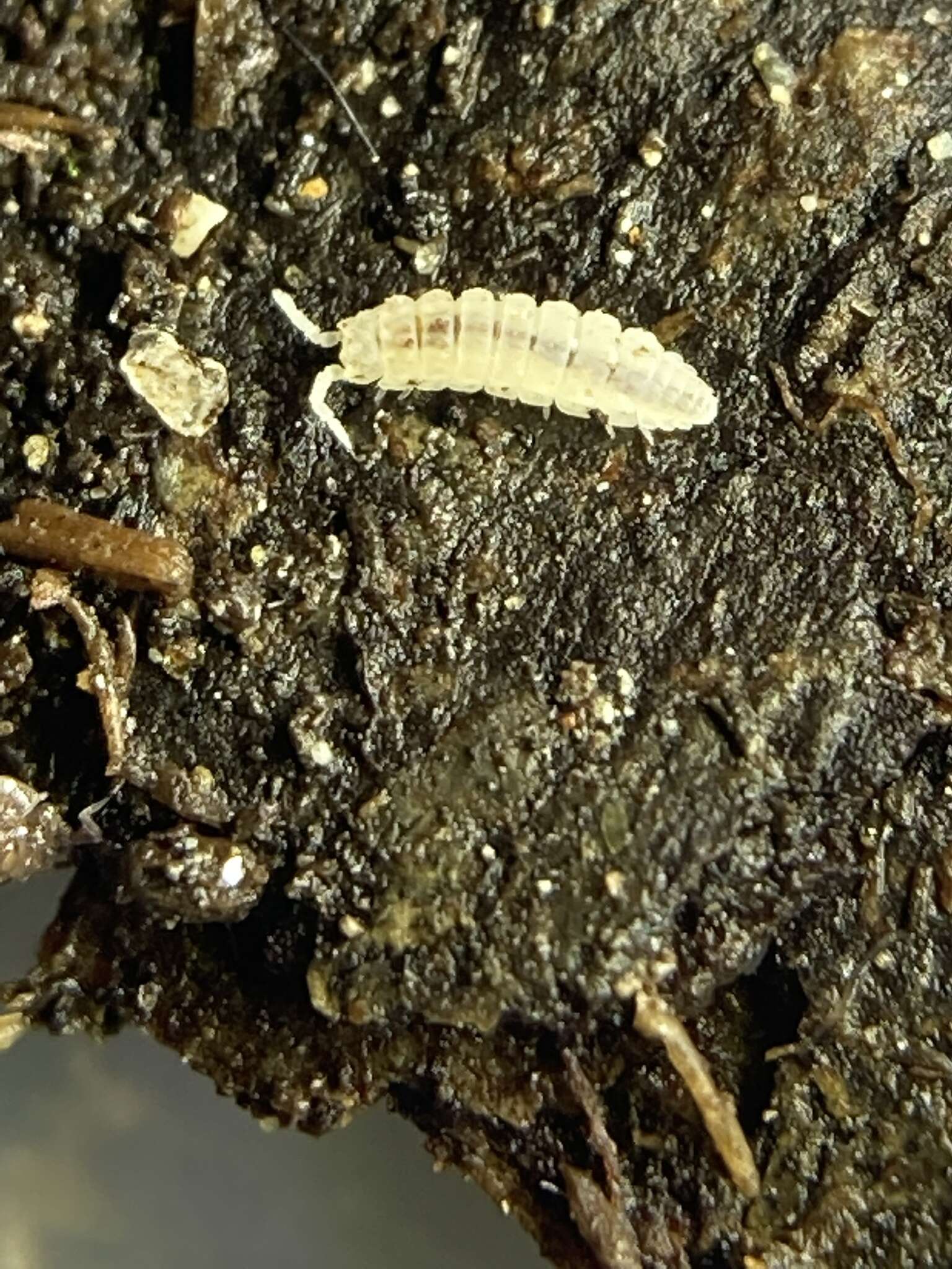 Image of Stenoniscus nestori López-Orozco, Taiti & Campos-Filho 2022