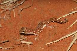 Image of Beaked Gecko