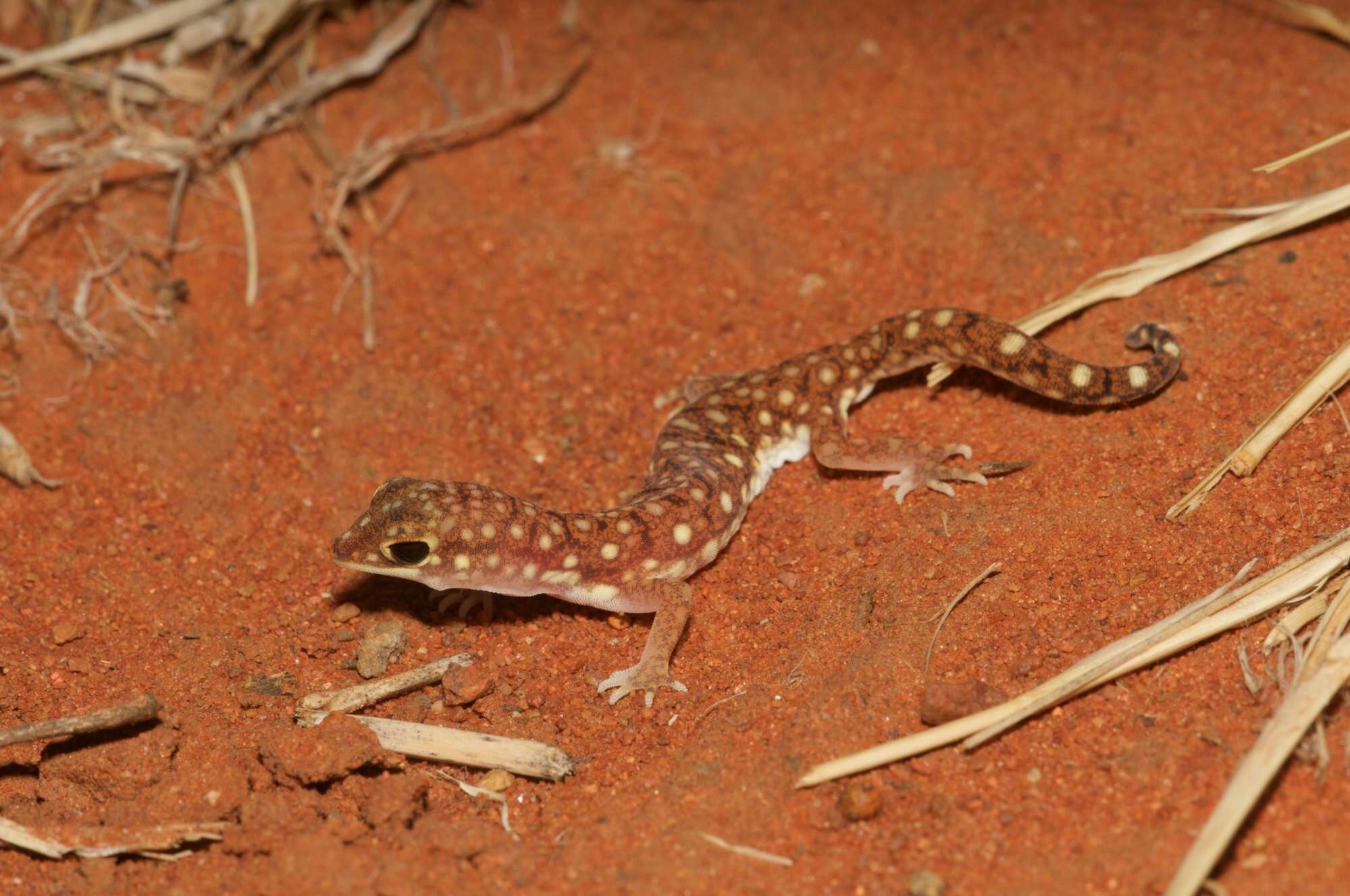 Image of Beaked Gecko