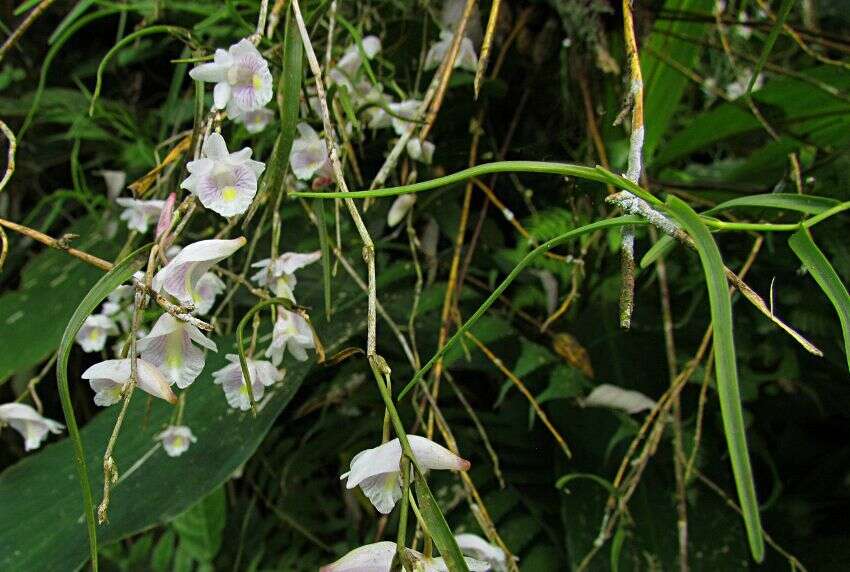 Dendrobium linearifolium Teijsm. & Binn.的圖片