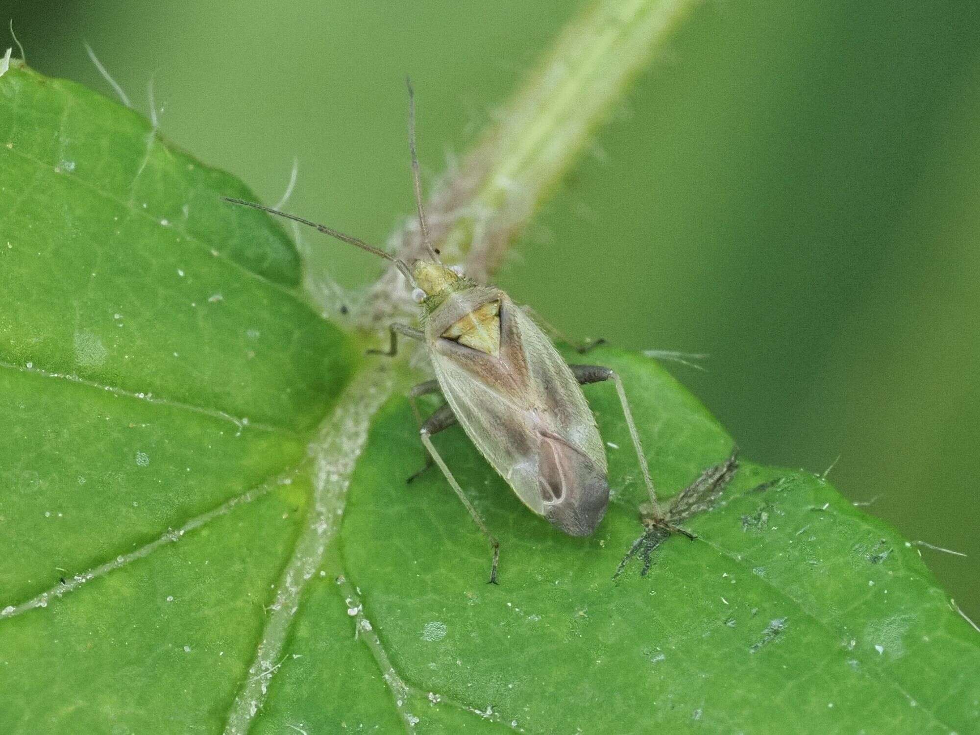 Слика од Amblytylus nasutus (Kirschbaum 1856)