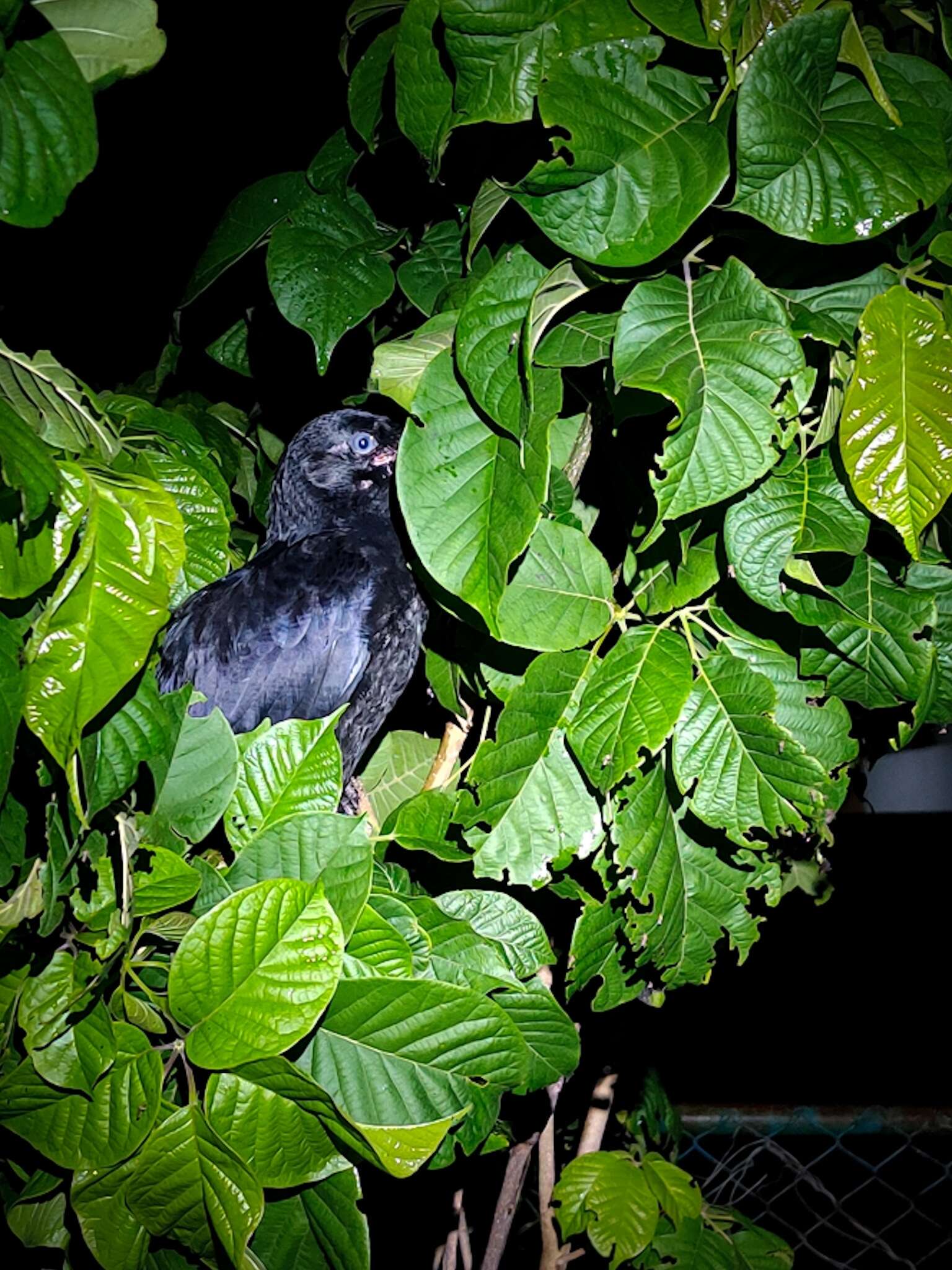 Image of <i>Corvus macrorhynchos culminatus</i>