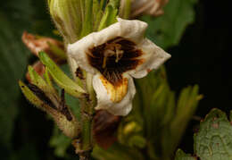 Image of Mimulopsis arborescens C. B. Cl.