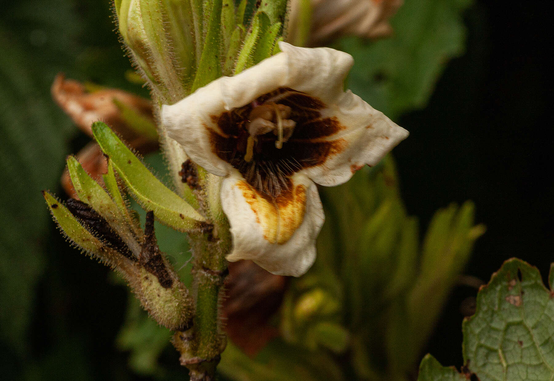 Mimulopsis arborescens C. B. Cl.的圖片