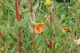 Image of Oenothera peruana W. Dietrich