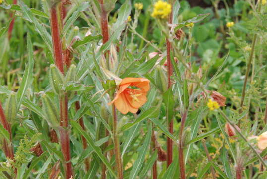 Слика од Oenothera peruana W. Dietrich