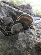 Image of flat tree-oyster