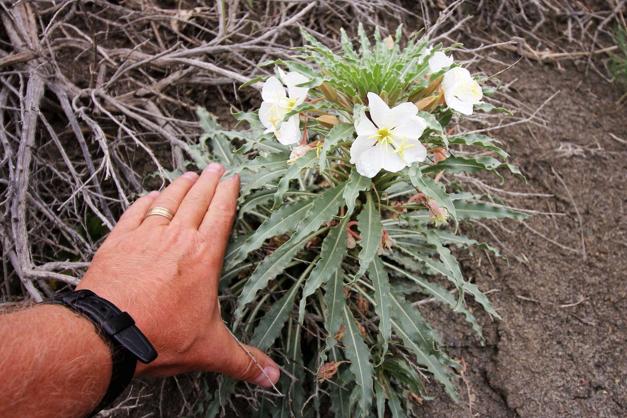 Plancia ëd Oenothera harringtonii W. L. Wagner, R. Stockhouse & W. M. Klein