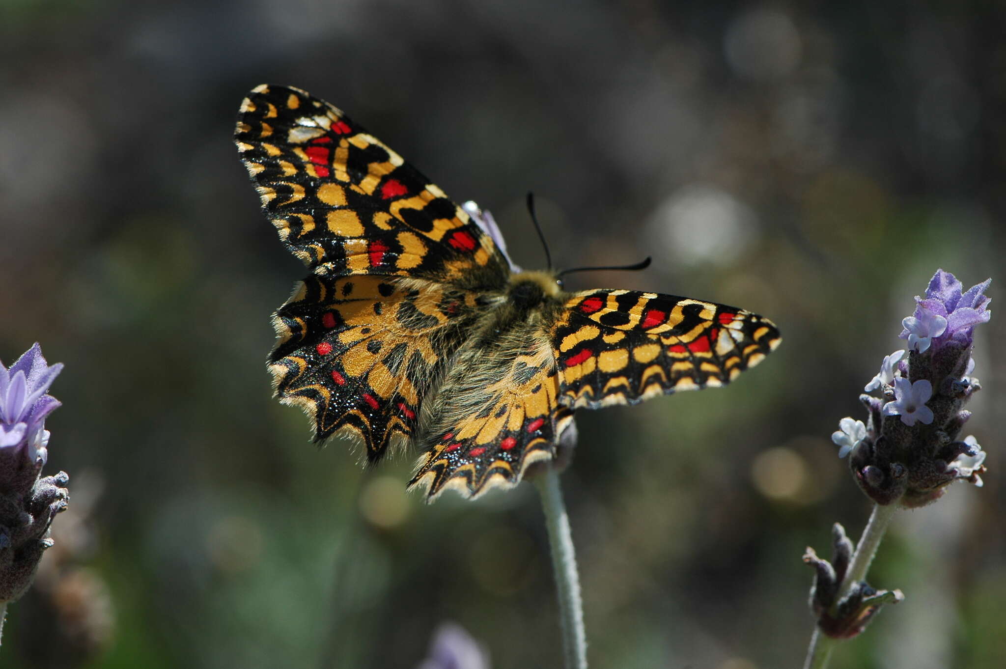 Image of Zerynthia rumina (Linnaeus 1758)