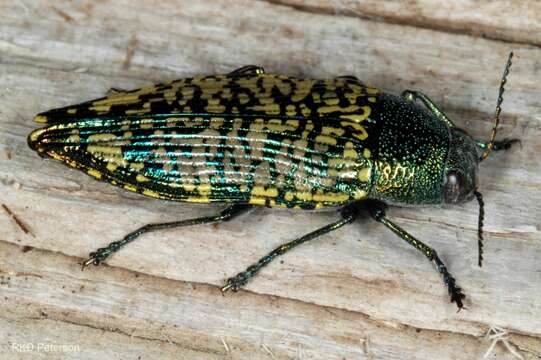 Image of Buprestis confluenta Say 1823