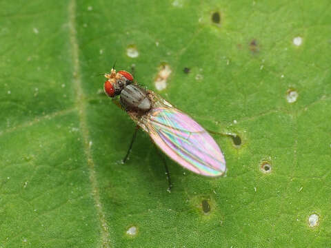 Image of Pomace fly