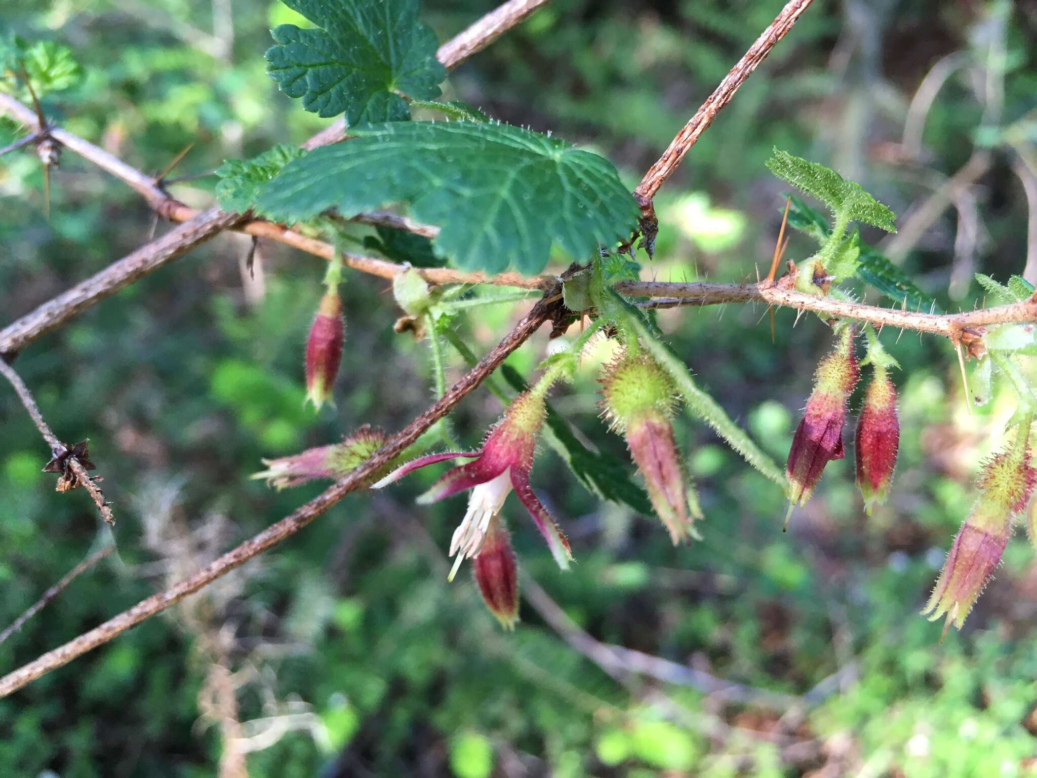 Image of canyon gooseberry