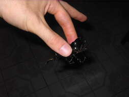 Image of Chalcosoma atlas keyboh Nagai 2004