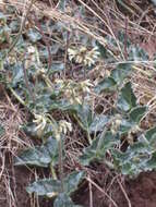 Image of Matelea pedunculata (Decne.) R. E. Woodson