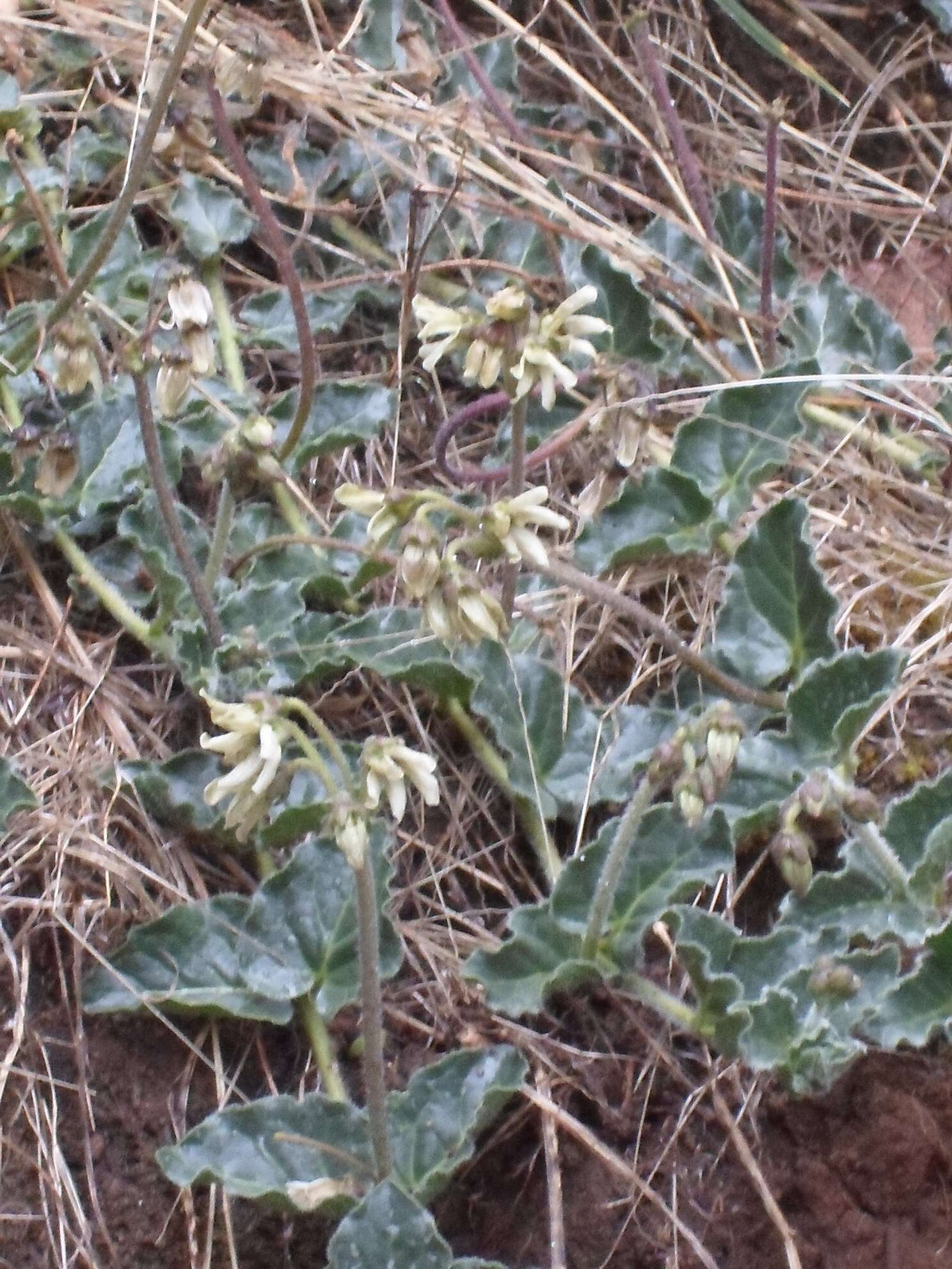 Image of Matelea pedunculata (Decne.) R. E. Woodson