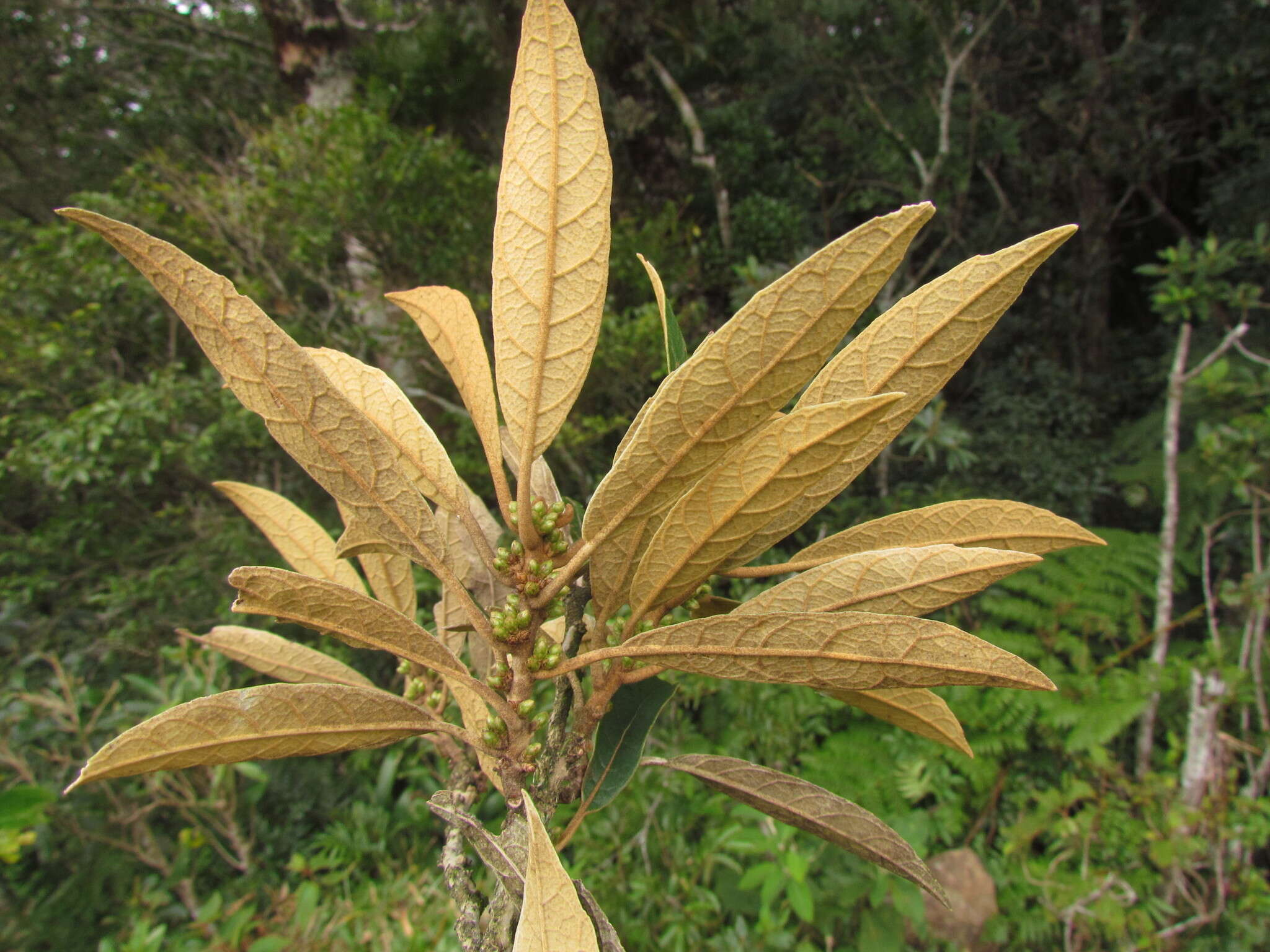 صورة Piptocarpha axillaris (Less.) Baker