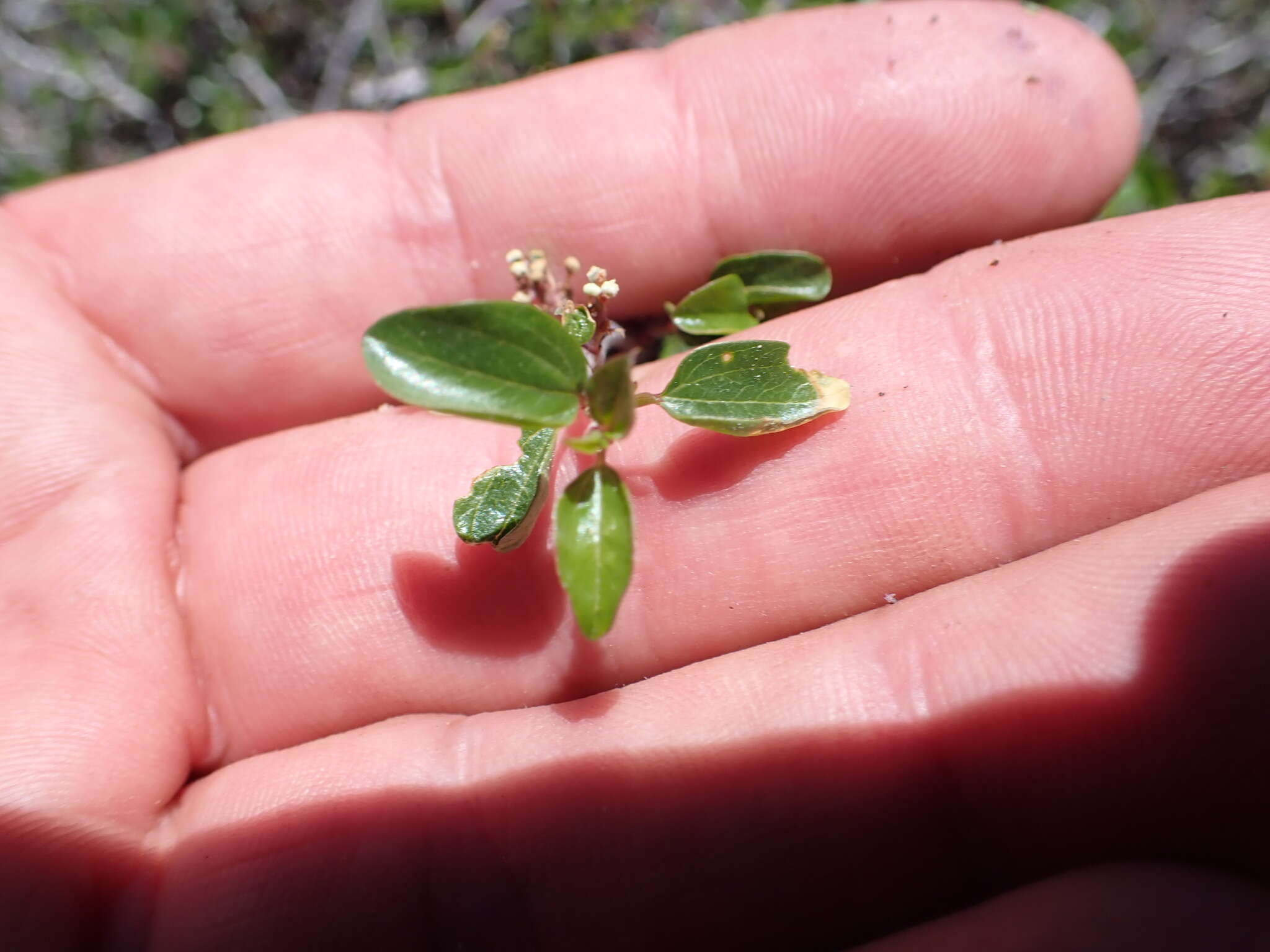 Plancia ëd Ceanothus martinii M. E. Jones