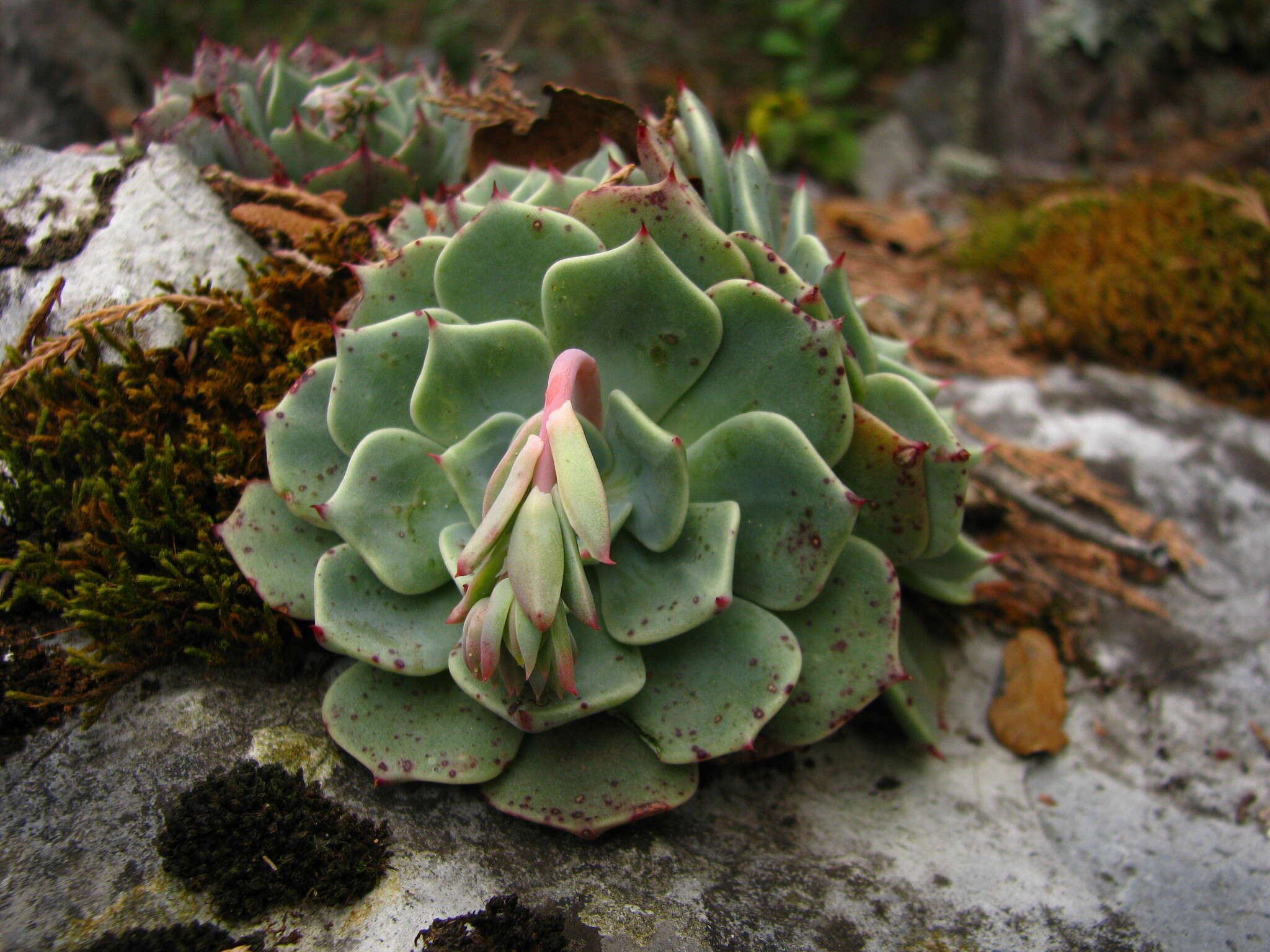 Image of hens and chicks