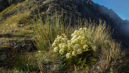 Image of Aciphylla similis Cheeseman