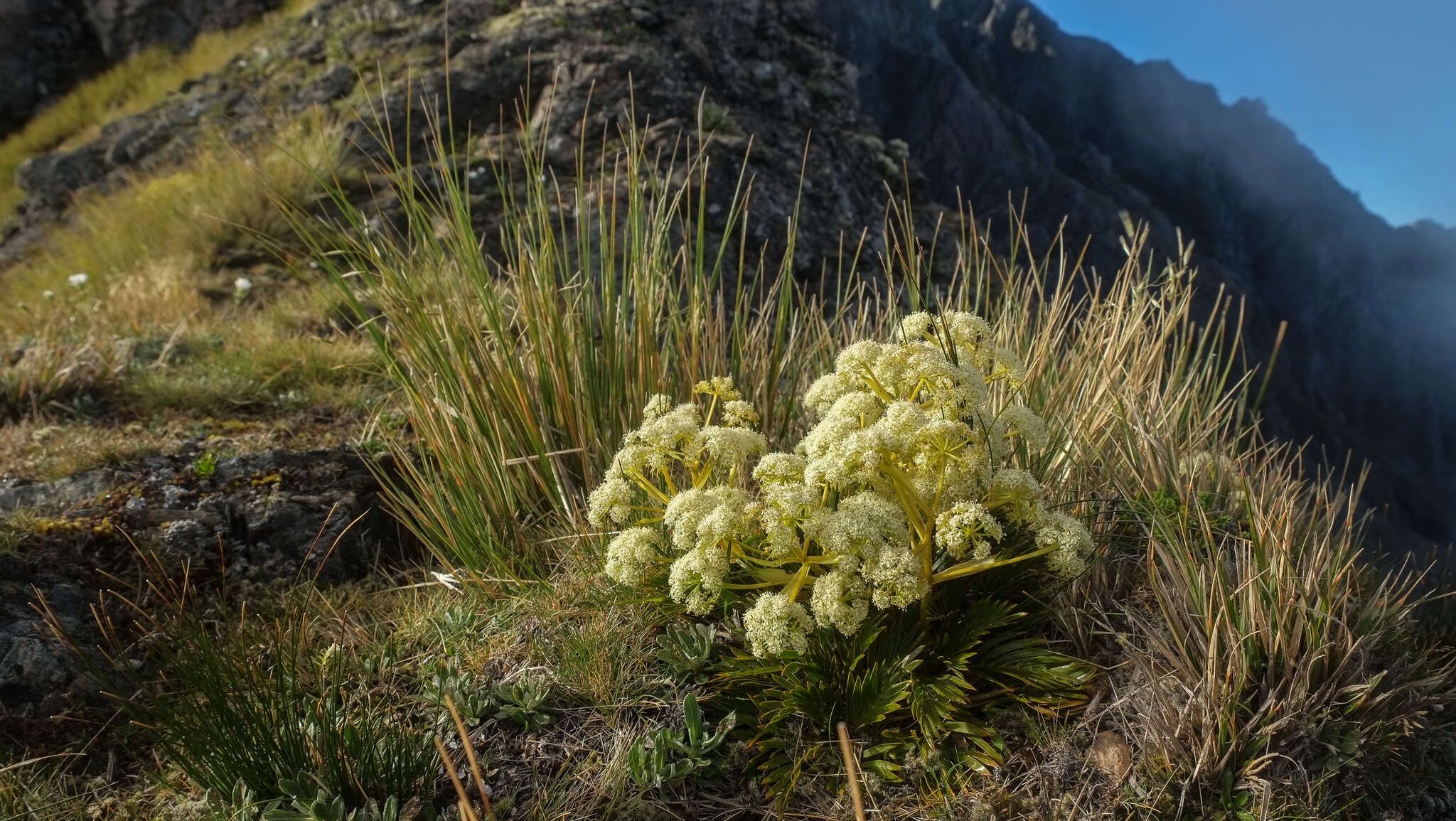 Image of Aciphylla similis Cheeseman