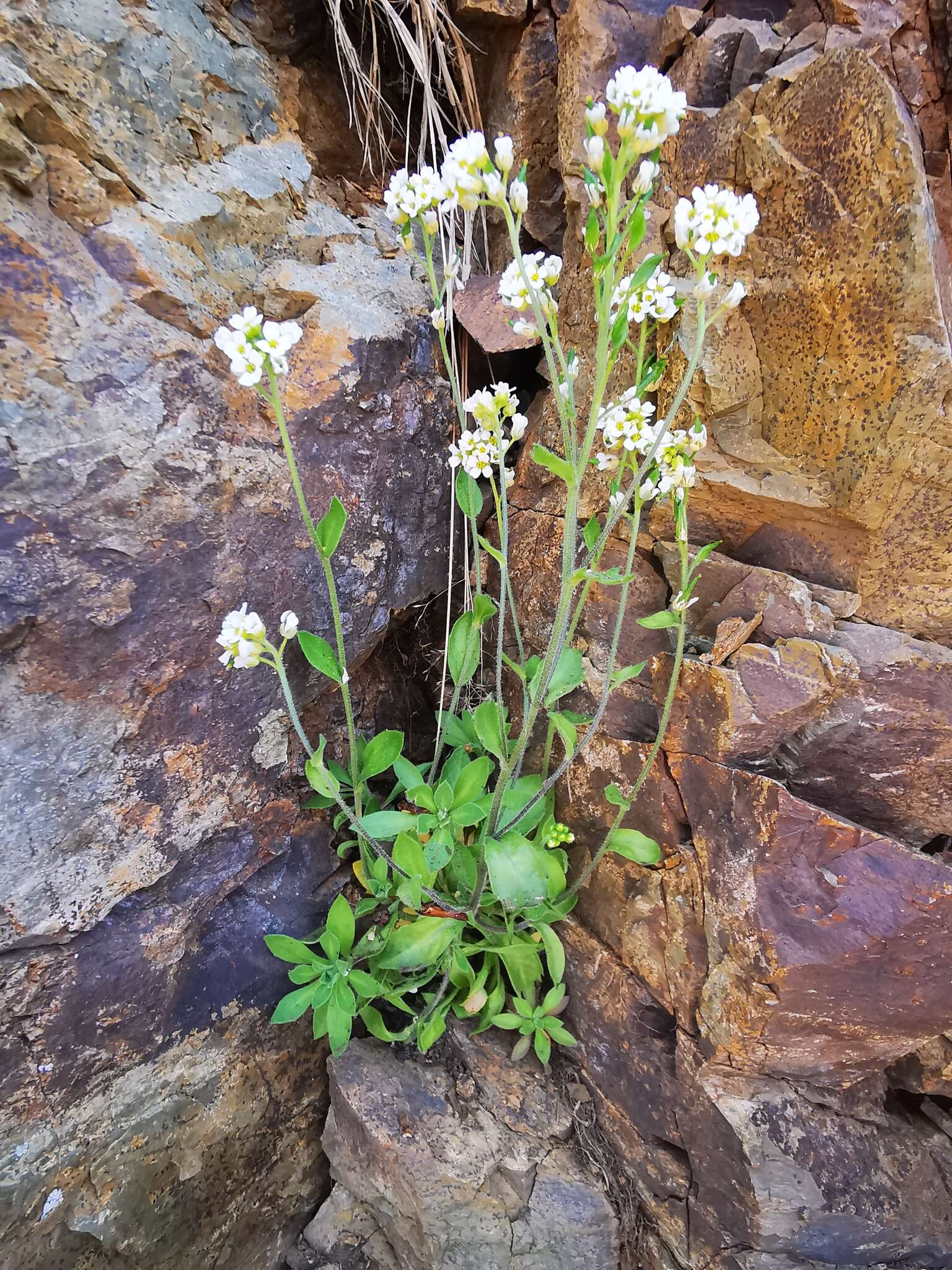 Image of boreal draba